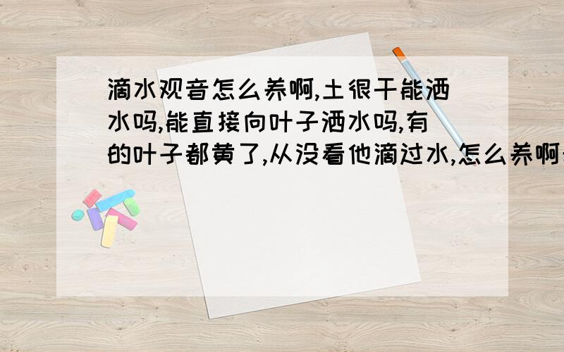 滴水观音怎么养啊,土很干能洒水吗,能直接向叶子洒水吗,有的叶子都黄了,从没看他滴过水,怎么养啊希望他长好