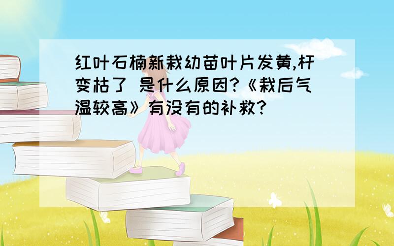 红叶石楠新栽幼苗叶片发黄,杆变枯了 是什么原因?《栽后气温较高》有没有的补救?