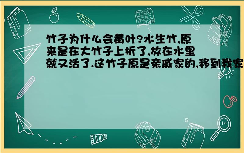 竹子为什么会黄叶?水生竹,原来是在大竹子上折了,放在水里就又活了.这竹子原是亲戚家的,移到我家就黄叶了,怎么办?