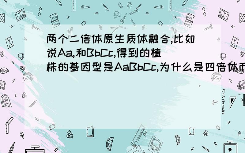 两个二倍体原生质体融合,比如说Aa,和BbCc,得到的植株的基因型是AaBbCc,为什么是四倍体而不是二倍体、