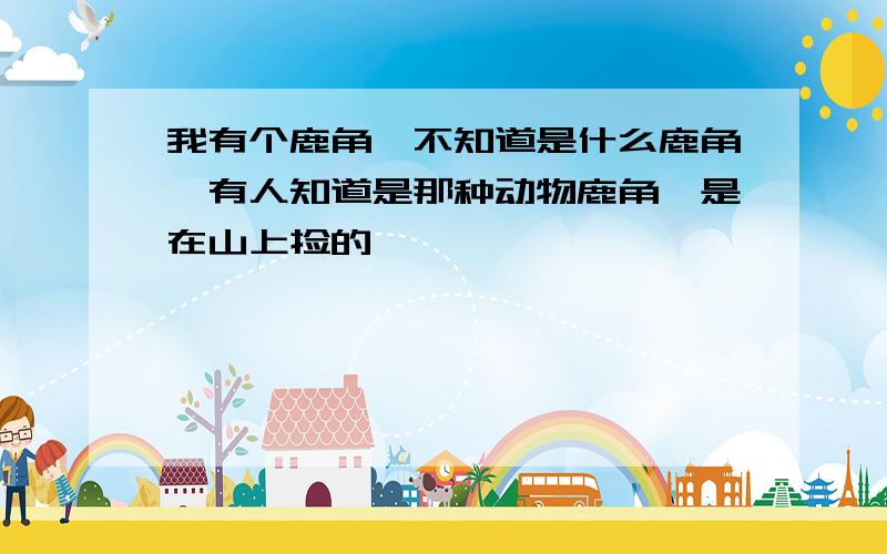 我有个鹿角,不知道是什么鹿角,有人知道是那种动物鹿角,是在山上捡的