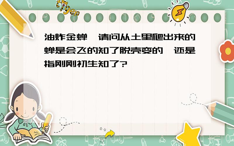 油炸金蝉,请问从土里爬出来的蝉是会飞的知了脱壳变的,还是指刚刚初生知了?