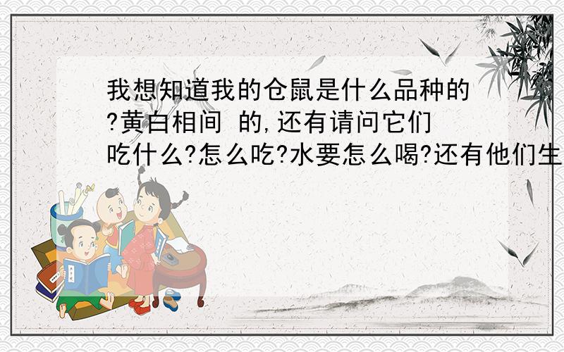 我想知道我的仓鼠是什么品种的?黄白相间 的,还有请问它们吃什么?怎么吃?水要怎么喝?还有他们生活的草料要多久换一次,如果没有木屑换成什么?还有他们要洗澡吗?怎么洗?如果被咬到怎么办