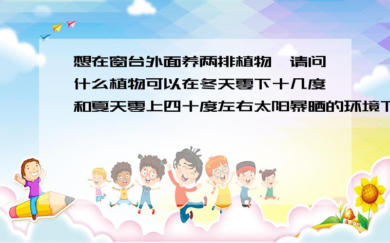 想在窗台外面养两排植物,请问什么植物可以在冬天零下十几度和夏天零上四十度左右太阳暴晒的环境下存活?