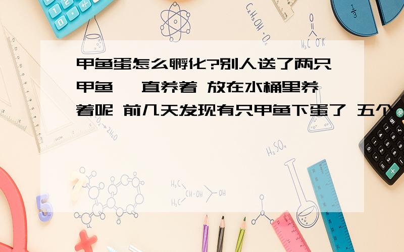 甲鱼蛋怎么孵化?别人送了两只甲鱼 一直养着 放在水桶里养着呢 前几天发现有只甲鱼下蛋了 五个 大约四天了  就在甲鱼旁边一直泡在水里没动,想知道怎么孵化?简单点的操作,沙子已经有了,