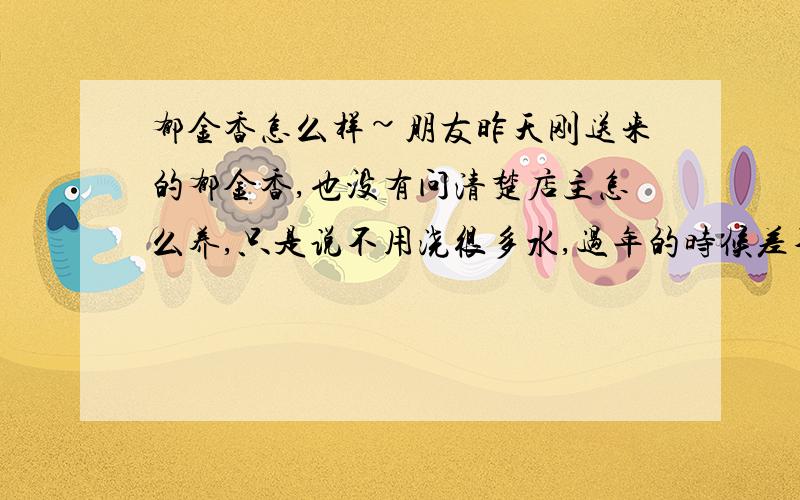 郁金香怎么样~朋友昨天刚送来的郁金香,也没有问清楚店主怎么养,只是说不用浇很多水,过年的时候差不多就开花了,我想知道,是否需要阳光照射,适宜的温度,还有怎么浇水之类的,越详细越好,