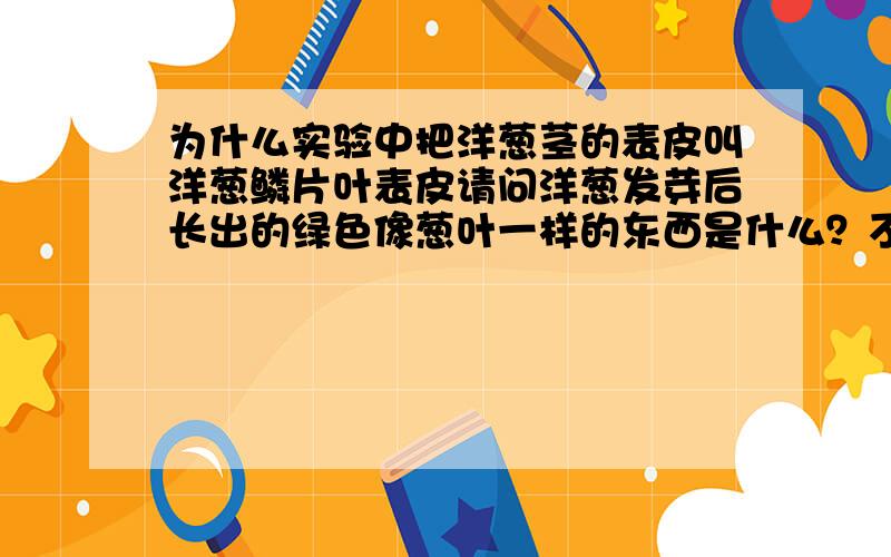 为什么实验中把洋葱茎的表皮叫洋葱鳞片叶表皮请问洋葱发芽后长出的绿色像葱叶一样的东西是什么？不是叶？洋葱有两种叶？