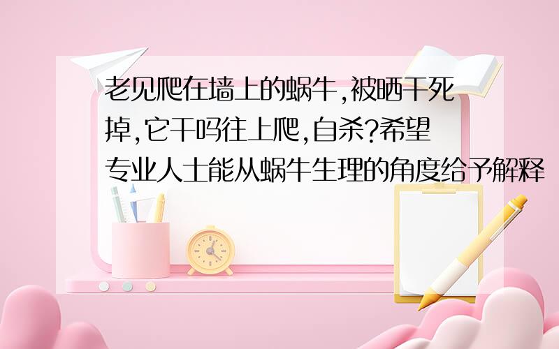 老见爬在墙上的蜗牛,被晒干死掉,它干吗往上爬,自杀?希望专业人士能从蜗牛生理的角度给予解释