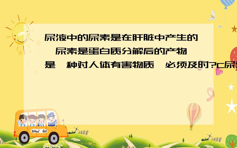 尿液中的尿素是在肝脏中产生的,尿素是蛋白质分解后的产物,是一种对人体有害物质,必须及时?C尿液中的尿素是在肝脏中产生的,尿素是蛋白质分解后的产物,是一种对人体有害物质,必须及时