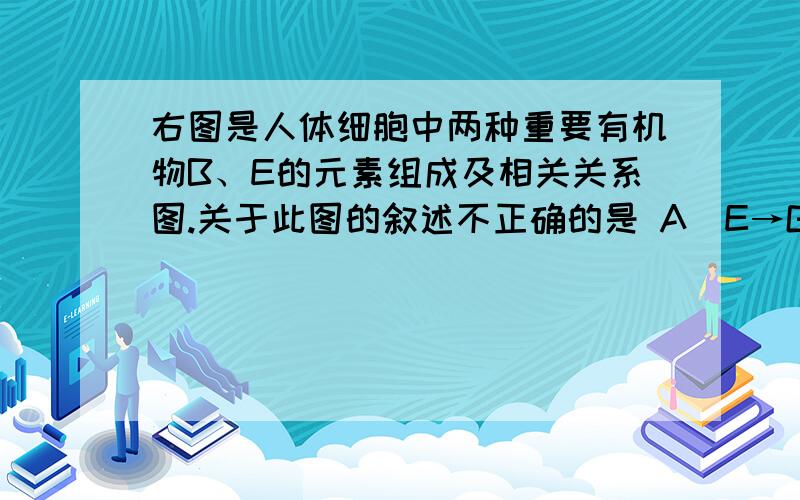 右图是人体细胞中两种重要有机物B、E的元素组成及相关关系图.关于此图的叙述不正确的是 A．E→G发生的场所是细胞核,G→B发生的场所是细胞质B．B的多种重要功能只与b的种类、数目和排列