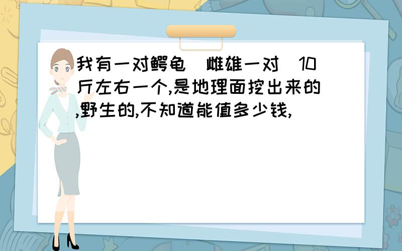 我有一对鳄龟（雌雄一对）10斤左右一个,是地理面挖出来的,野生的,不知道能值多少钱,