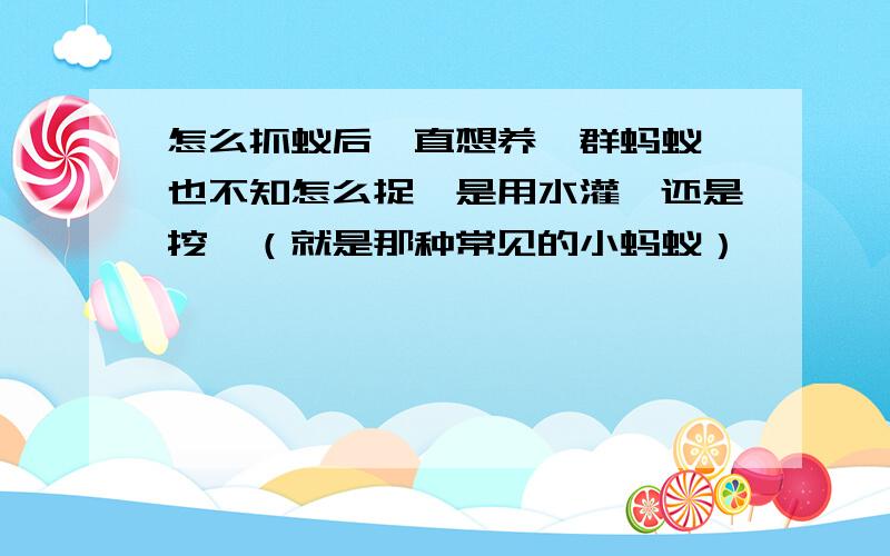 怎么抓蚁后一直想养一群蚂蚁,也不知怎么捉,是用水灌,还是挖,（就是那种常见的小蚂蚁）