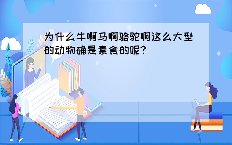 为什么牛啊马啊骆驼啊这么大型的动物确是素食的呢?