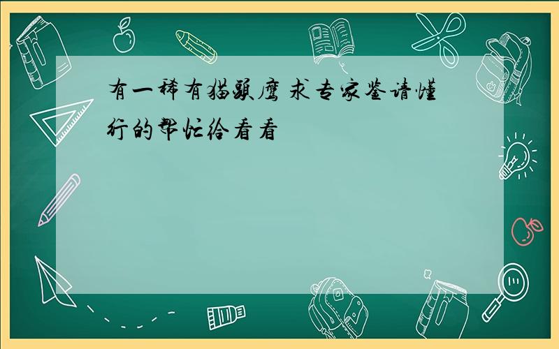 有一稀有猫头鹰 求专家鉴请懂行的帮忙给看看