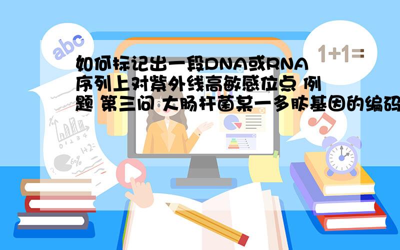 如何标记出一段DNA或RNA序列上对紫外线高敏感位点 例题 第三问 大肠杆菌某一多肽基因的编码链的序列是：5′ACAATGTATGGTAGTTCATTATCCCGGGCGCAAATAACAAACCCGGGTTTC3′（1）写出该基因的无意义链的序列以