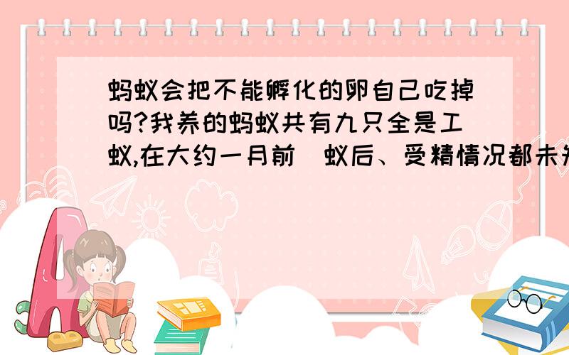 蚂蚁会把不能孵化的卵自己吃掉吗?我养的蚂蚁共有九只全是工蚁,在大约一月前（蚁后、受精情况都未知）生了12只卵,分别有工蚁照顾,最近发现只剩三只卵了（其中两只已出现幼虫的体征）,