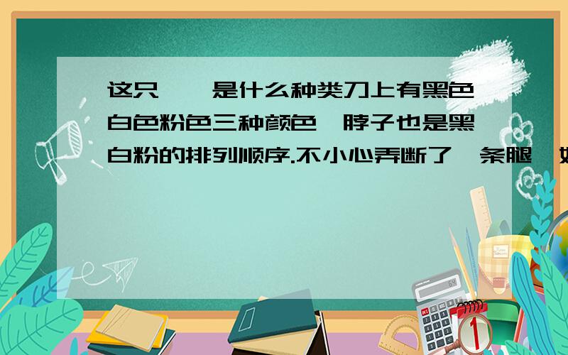 这只螳螂是什么种类刀上有黑色白色粉色三种颜色,脖子也是黑白粉的排列顺序.不小心弄断了一条腿  好心疼  还能长回来吗? 我看它都已经羽化了  还能养多久  这只螳螂现在年龄大概多少?