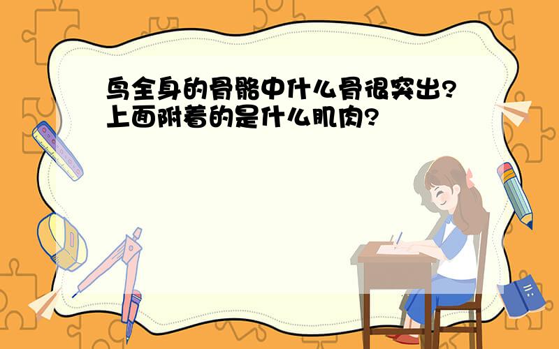 鸟全身的骨骼中什么骨很突出?上面附着的是什么肌肉?