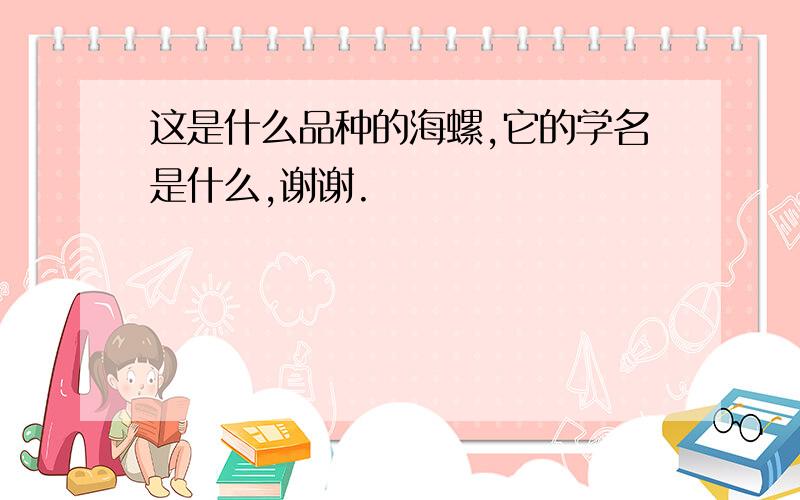 这是什么品种的海螺,它的学名是什么,谢谢.