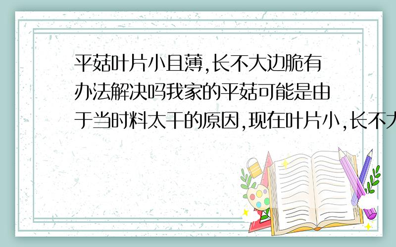 平菇叶片小且薄,长不大边脆有办法解决吗我家的平菇可能是由于当时料太干的原因,现在叶片小,长不大,薄,边脆,现在有什么方法能解决啊