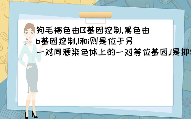 狗毛褐色由B基因控制,黑色由b基因控制,I和i则是位于另一对同源染色体上的一对等位基因,I是抑制基因,当I存在时,B、b均不表现颜色而产生白色.现有黑色狗(bbii)和白色狗(BBII)杂交,产生的子二