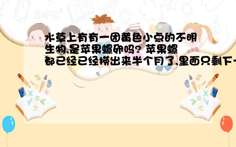 水草上有有一团黄色小点的不明生物,是苹果螺卵吗? 苹果螺都已经已经捞出来半个月了,里面只剩下一只特别小的幼崽,以前没发现,这两天才看见,水草上粘着一团果冻状的东西,差不多有六、