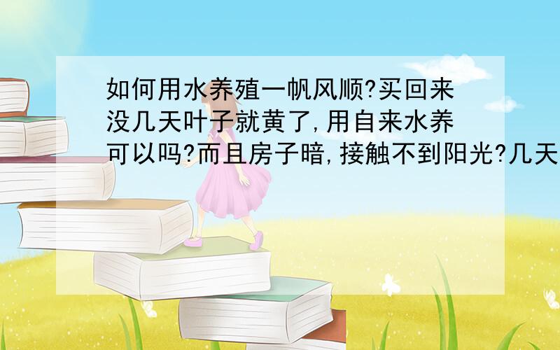 如何用水养殖一帆风顺?买回来没几天叶子就黄了,用自来水养可以吗?而且房子暗,接触不到阳光?几天换一次水?