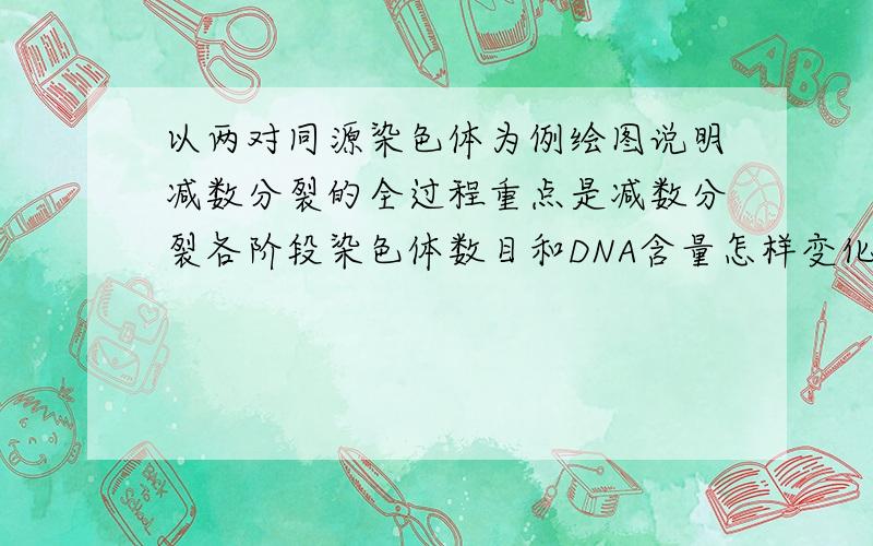 以两对同源染色体为例绘图说明减数分裂的全过程重点是减数分裂各阶段染色体数目和DNA含量怎样变化及染色体的交叉和互换