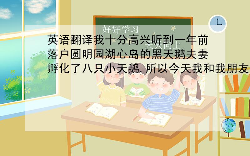 英语翻译我十分高兴听到一年前落户圆明园湖心岛的黑天鹅夫妻孵化了八只小天鹅,所以今天我和我朋友前去观看.我们看到了天鹅宝宝初次试水,在水中的它们十分灵巧和可爱,它们吸引了许多