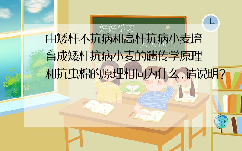 由矮杆不抗病和高杆抗病小麦培育成矮杆抗病小麦的遗传学原理和抗虫棉的原理相同为什么.请说明?