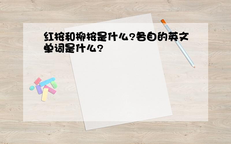 红桉和柳桉是什么?各自的英文单词是什么?