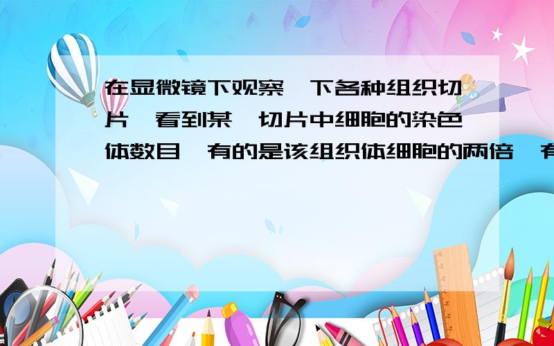 在显微镜下观察一下各种组织切片,看到某一切片中细胞的染色体数目,有的是该组织体细胞的两倍,有的是正常细胞的一半,该切片不可能是为什么是“子房切片”