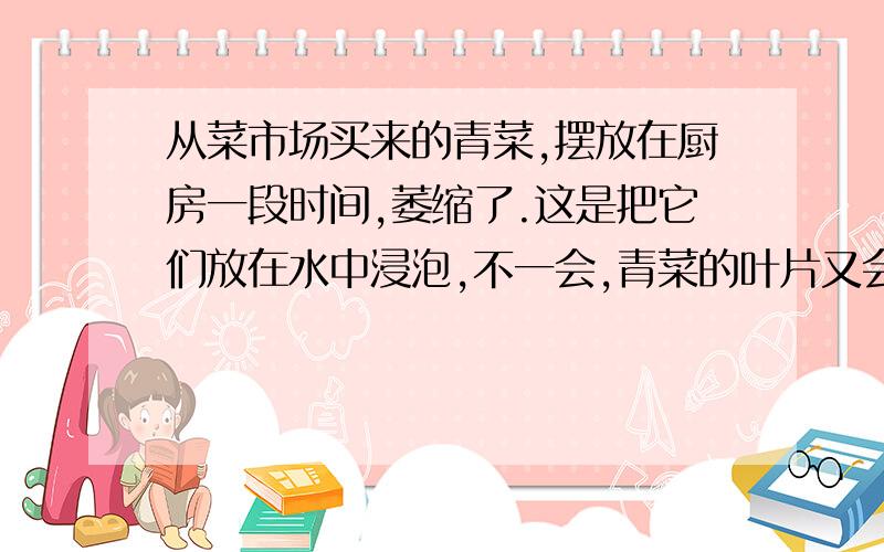 从菜市场买来的青菜,摆放在厨房一段时间,萎缩了.这是把它们放在水中浸泡,不一会,青菜的叶片又会展平青菜又变得硬挺起来,这是为什么?