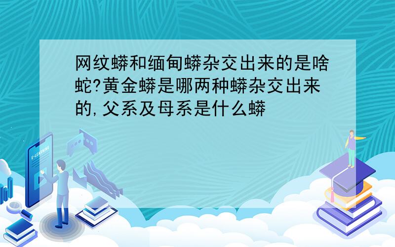 网纹蟒和缅甸蟒杂交出来的是啥蛇?黄金蟒是哪两种蟒杂交出来的,父系及母系是什么蟒