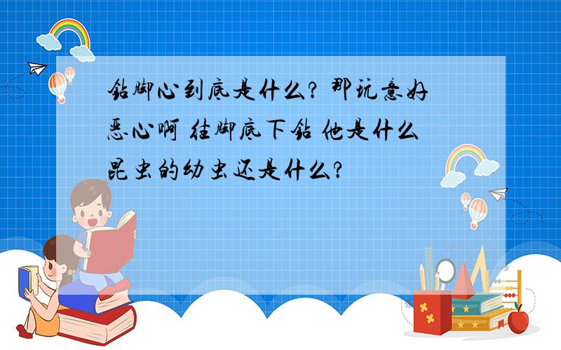 钻脚心到底是什么? 那玩意好恶心啊 往脚底下钻 他是什么昆虫的幼虫还是什么?