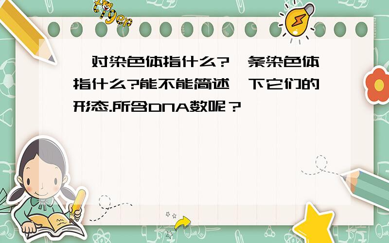 一对染色体指什么?一条染色体指什么?能不能简述一下它们的形态.所含DNA数呢？