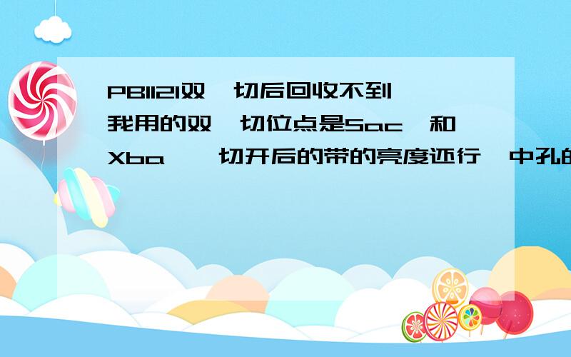 PBI121双酶切后回收不到我用的双酶切位点是SacⅠ和XbaⅠ,切开后的带的亮度还行,中孔的电泳我把三块胶切下来放一个管里回收的,回收试剂盒也是新的,用60微升洗脱,但是回收后再跑电泳就没有