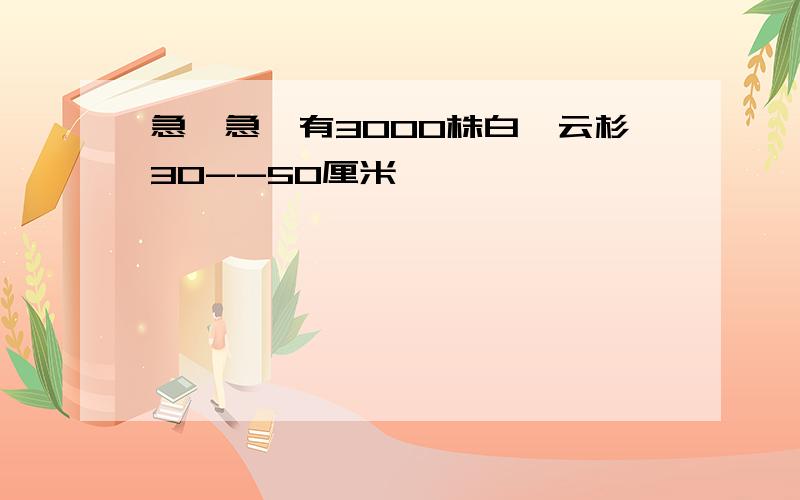 急,急,有3000株白扦云杉30--50厘米,