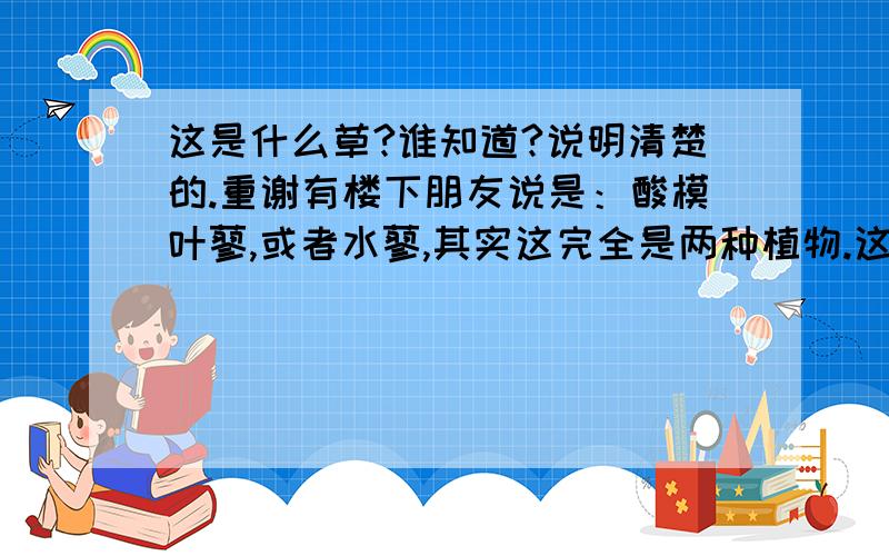 这是什么草?谁知道?说明清楚的.重谢有楼下朋友说是：酸模叶蓼,或者水蓼,其实这完全是两种植物.这种植物一个花序上只有一束花,不会分花絮.叶子一般不会长对叶,不会有弯茎,一般只是一根