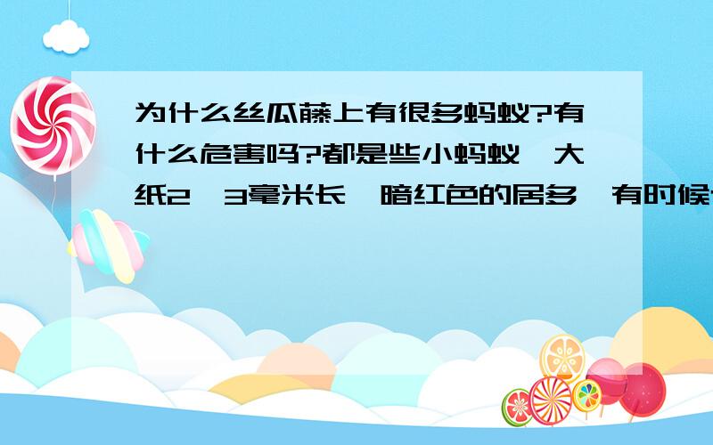 为什么丝瓜藤上有很多蚂蚁?有什么危害吗?都是些小蚂蚁,大纸2、3毫米长,暗红色的居多,有时候也有黑色的.一般趴在叶柄和藤的连接处,也没见到蚜虫,这些蚂蚁是在做什么呢?是不是丝瓜藤会