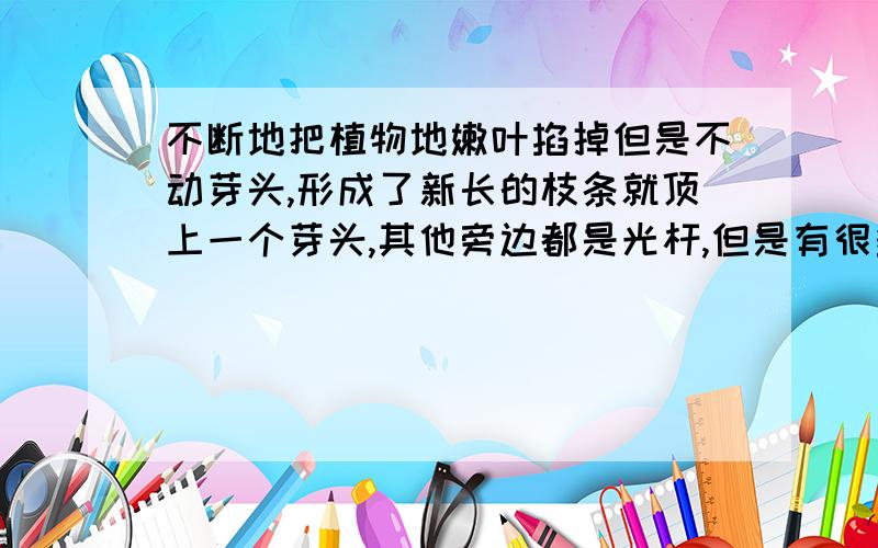 不断地把植物地嫩叶掐掉但是不动芽头,形成了新长的枝条就顶上一个芽头,其他旁边都是光杆,但是有很多的老叶子可进行光合作用.肥料也够.这样持续会不会影响开花的数量和质量?