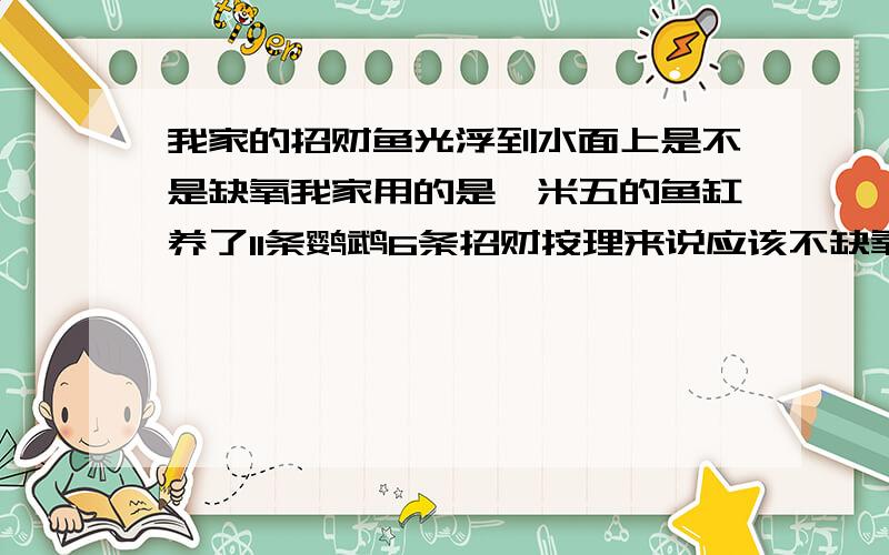 我家的招财鱼光浮到水面上是不是缺氧我家用的是一米五的鱼缸养了11条鹦鹉6条招财按理来说应该不缺氧 可招财一直浮到水面上呼吸这是招财的习性还