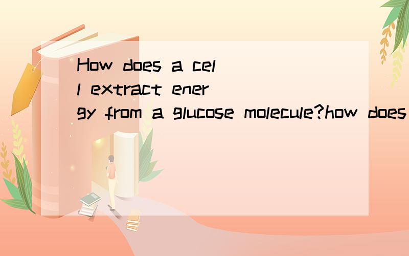 How does a cell extract energy from a glucose molecule?how does ATP fit into the process?