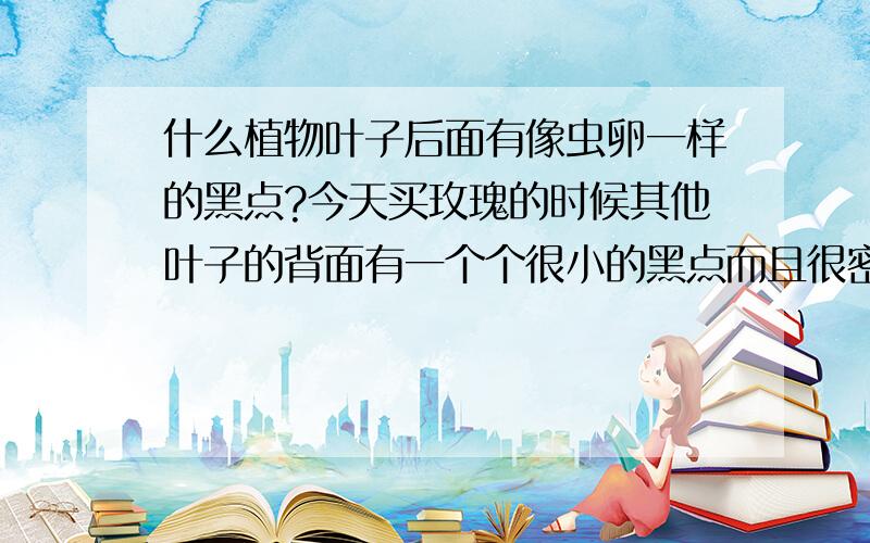 什么植物叶子后面有像虫卵一样的黑点?今天买玫瑰的时候其他叶子的背面有一个个很小的黑点而且很密.那是什么东西?我阿姨摸了一下发现是掉不下来的.好像不是虫卵.有人知道是什么吗?