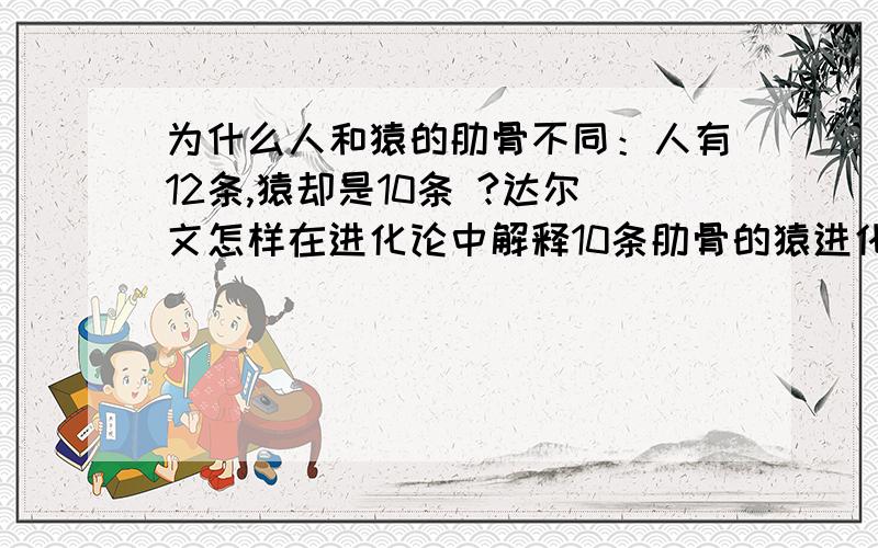 为什么人和猿的肋骨不同：人有12条,猿却是10条 ?达尔文怎样在进化论中解释10条肋骨的猿进化到12条肋骨的人的？难道是人自己安上了两条不成？