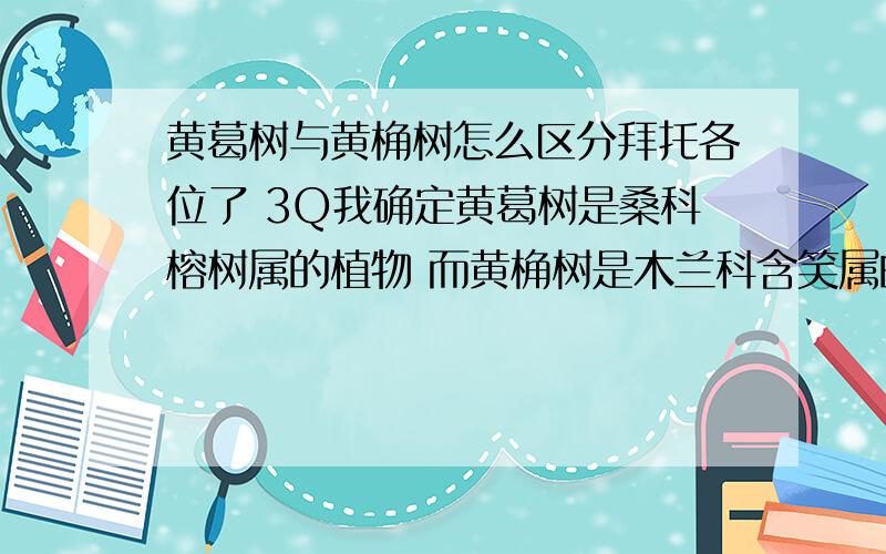 黄葛树与黄桷树怎么区分拜托各位了 3Q我确定黄葛树是桑科榕树属的植物 而黄桷树是木兰科含笑属的植物 我是想从形态特征上知道他们有什么明显的区别 就是拿着一根枝条也能判断出他是