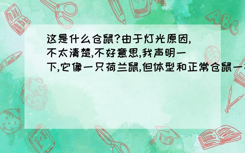 这是什么仓鼠?由于灯光原因,不太清楚,不好意思,我声明一下,它像一只荷兰鼠,但体型和正常仓鼠一样,有些胖,有多动症,是从普通小摊上买的它头和前半身是土黄的,后半身是棕色的,带些栗色,