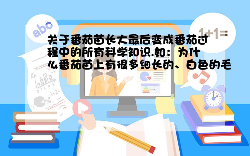 关于番茄苗长大最后变成番茄过程中的所有科学知识.如：为什么番茄苗上有很多细长的、白色的毛