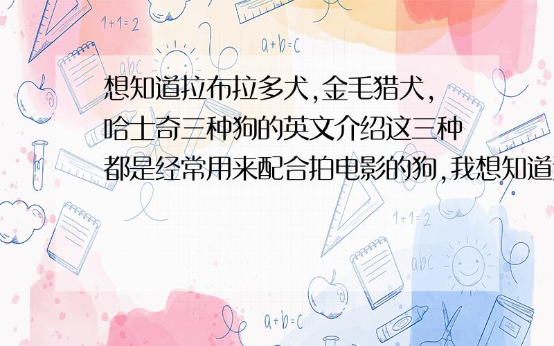 想知道拉布拉多犬,金毛猎犬,哈士奇三种狗的英文介绍这三种都是经常用来配合拍电影的狗,我想知道这三个品种狗的介绍,一定要是英语的,