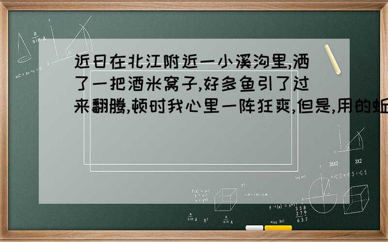 近日在北江附近一小溪沟里,洒了一把酒米窝子,好多鱼引了过来翻腾,顿时我心里一阵狂爽,但是,用的蚯蚓做饵,都没一条鱼咬钩,有什么鱼啊?